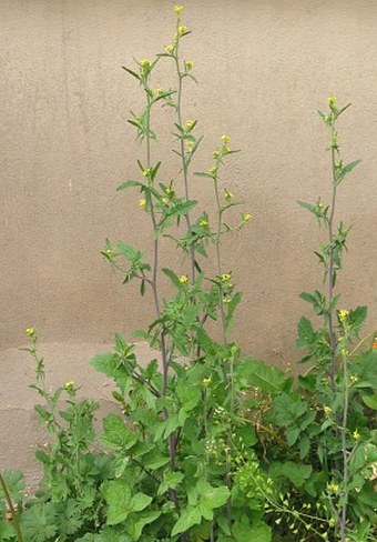 Sisymbrium officinale