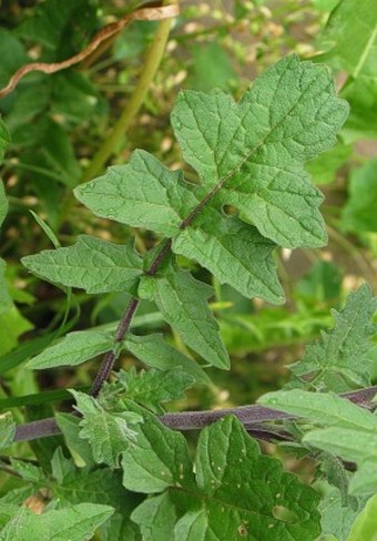 Sisymbrium officinale