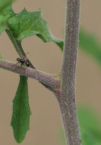 Sisymbrium officinale