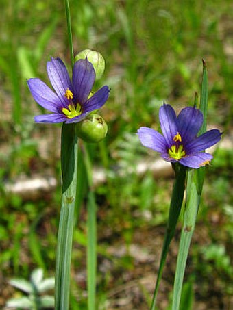 Sisyrinchium montanum