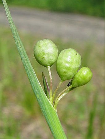 Sisyrinchium montanum