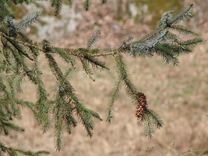 Picea sitchensis