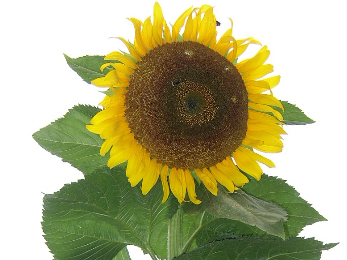 Helianthus annuus