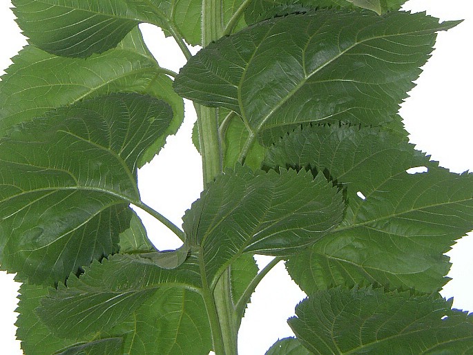 Helianthus annuus