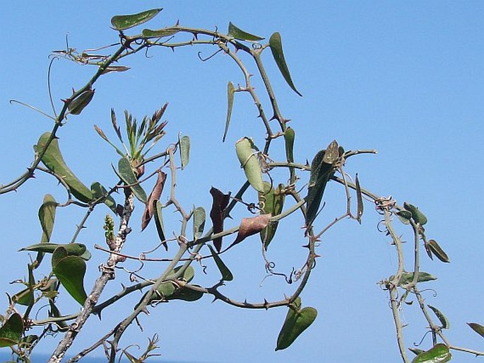 SMILAX ASPERA L. - přestup drsný