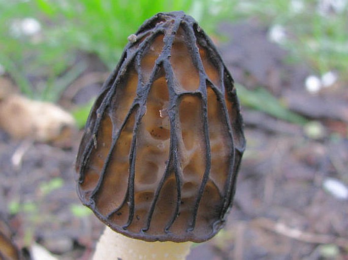 Mitrophora semilibera