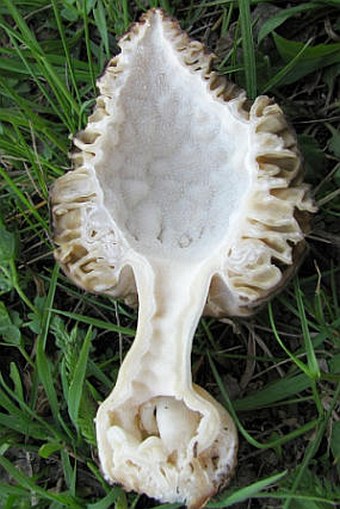 Morchella esculenta