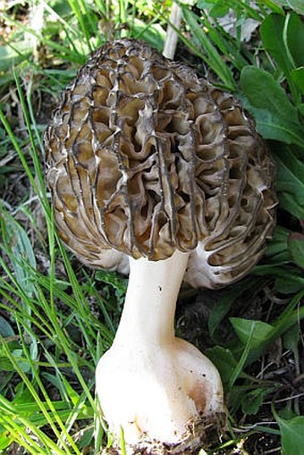 Morchella vulgaris