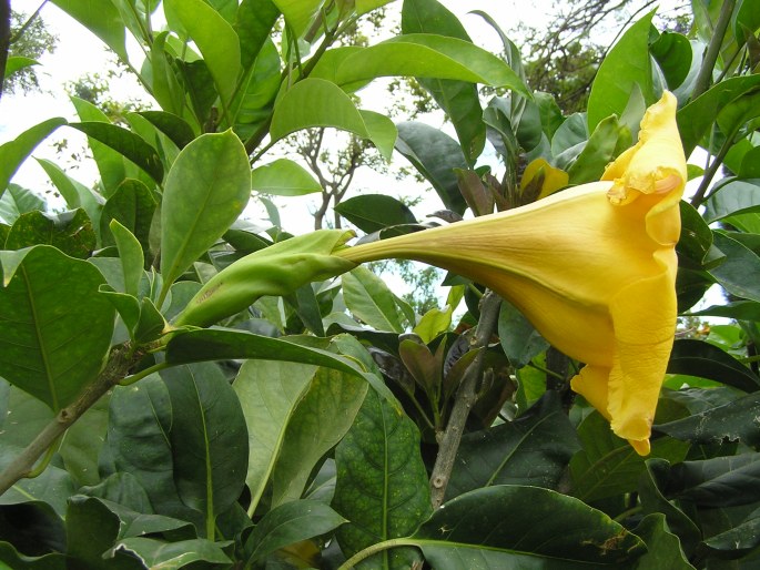 Solandra maxima