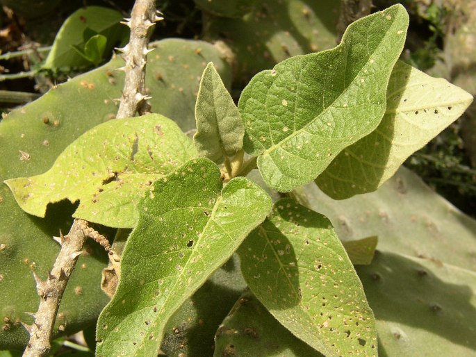 Solanum vespertilio