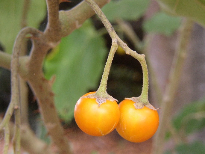 Solanum vespertilio