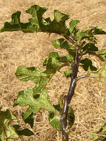 Solanum linnaeanum