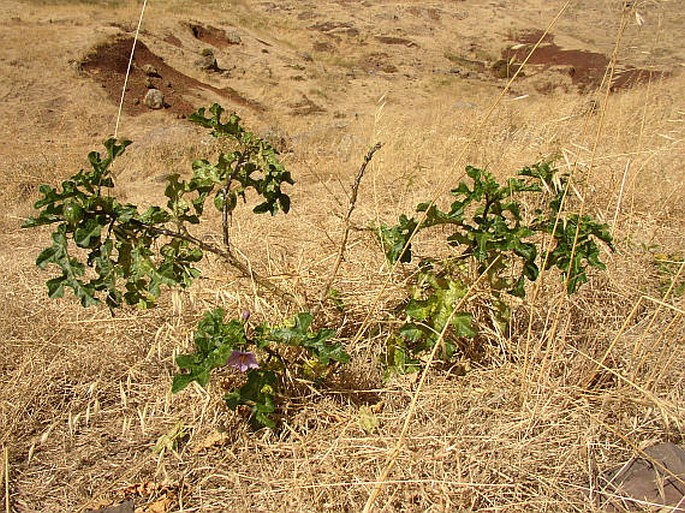 Solanum linnaeanum