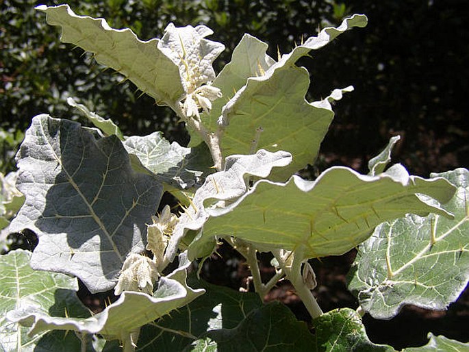 Solanum marginatum