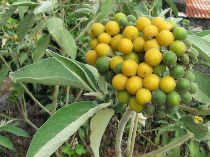 Solanum mauritianum