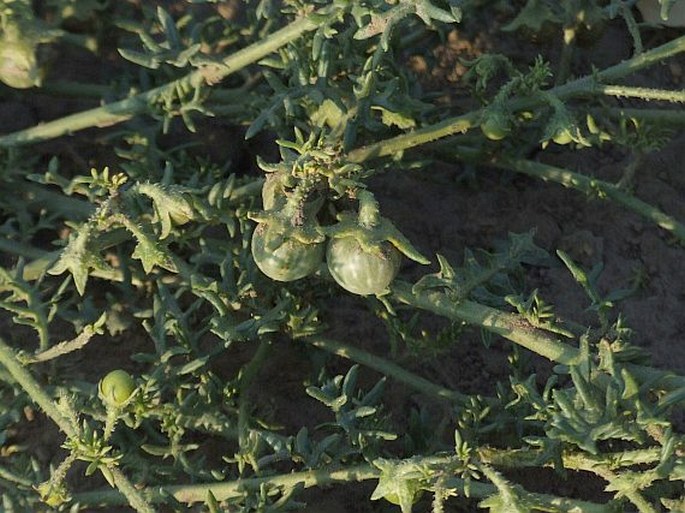 Solanum triflorum