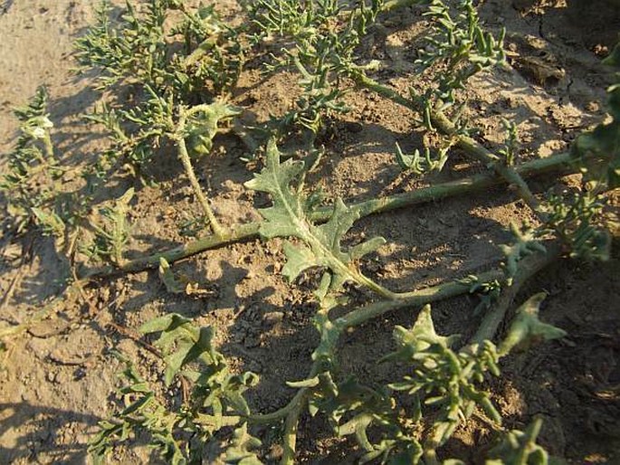 Solanum triflorum