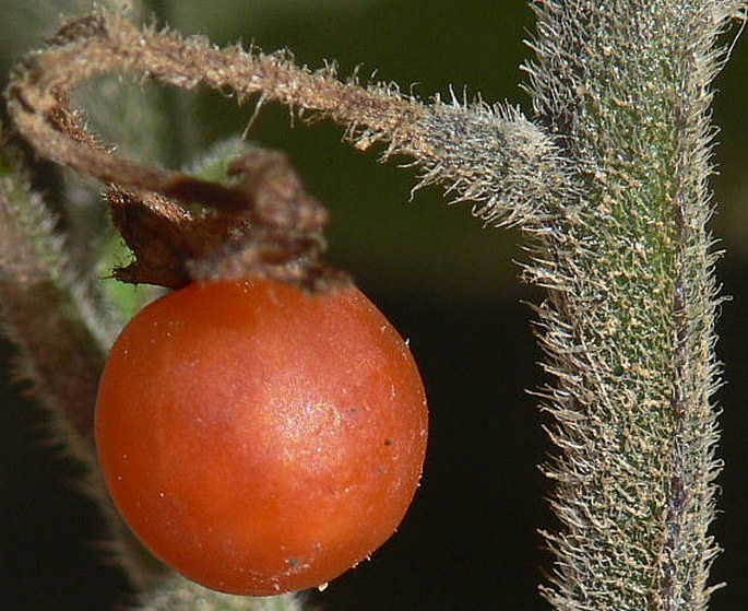 Solanum villosum