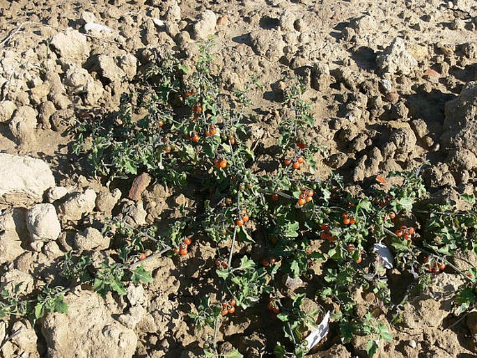 Solanum villosum