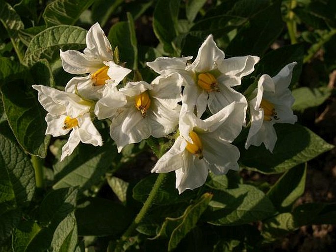 SOLANUM TUBEROSUM L. – lilek brambor / ľuľok zemiakový