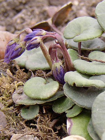 Soldanella carpatica