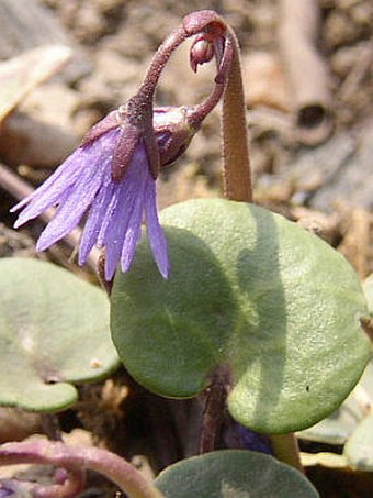 Soldanella carpatica