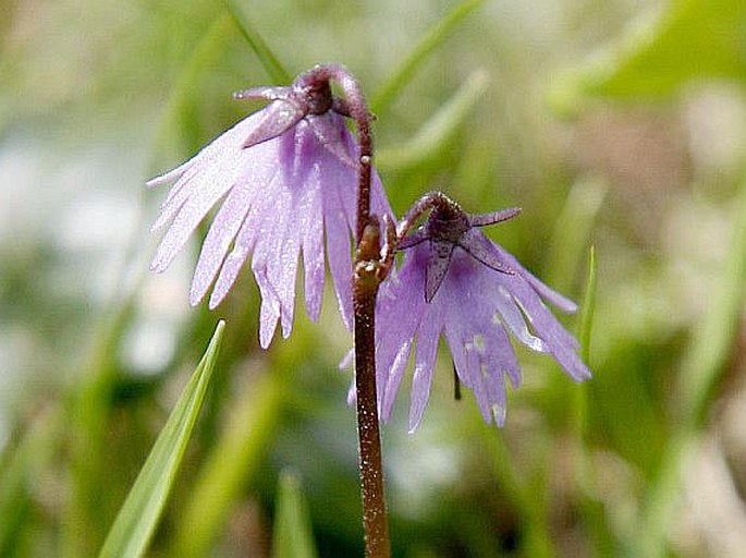 SOLDANELLA CARPATICA Vierh. – dřípatka karpatská / soldanelka karpatská