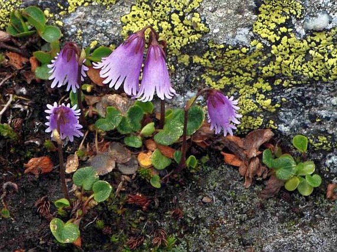 SOLDANELLA PUSILLA Baumg. – dřípatka nizoučká / soldanelka