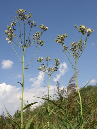 Sonchus palustris