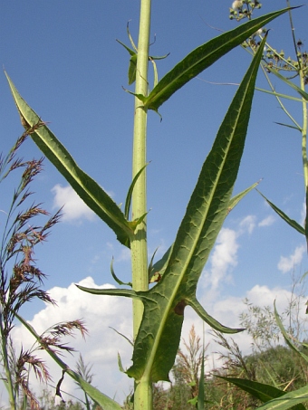 Sonchus palustris