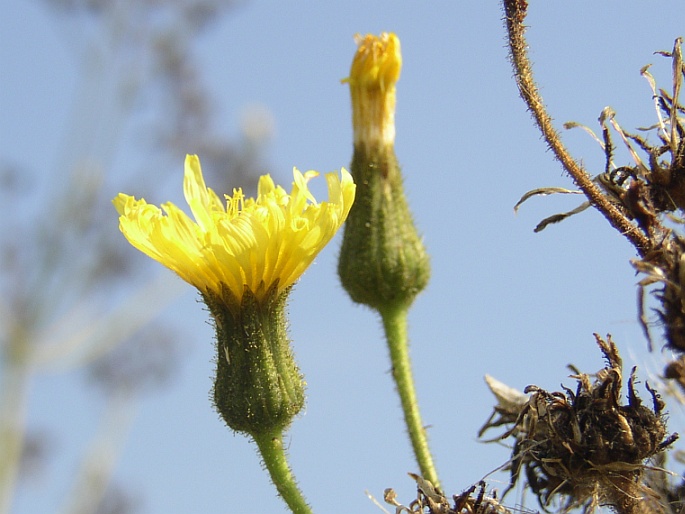 Sonchus palustris