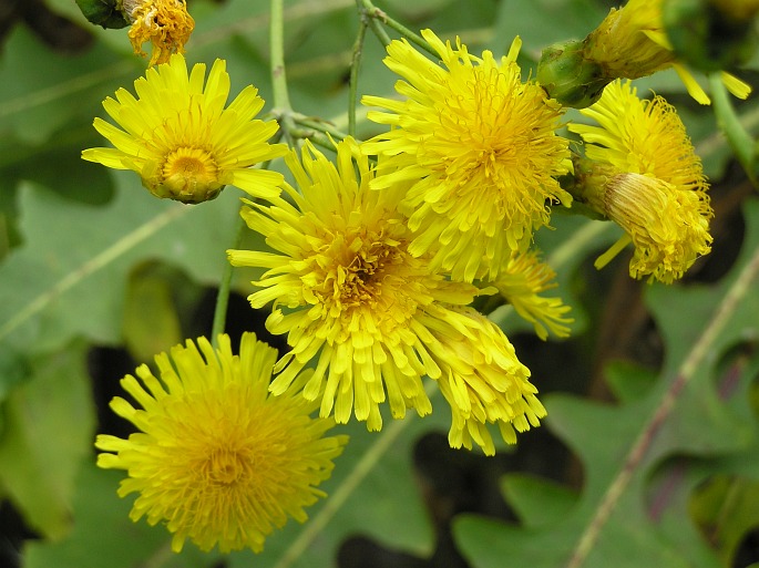 Sonchus fruticosus