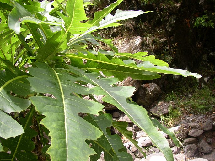 Sonchus fruticosus