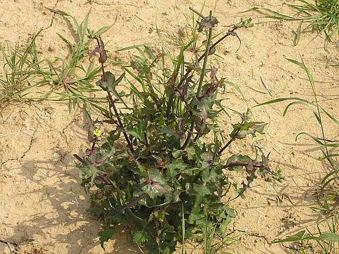 Sonchus oleraceus