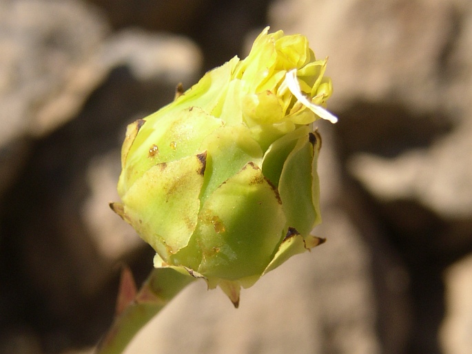 Sonchus platylepis