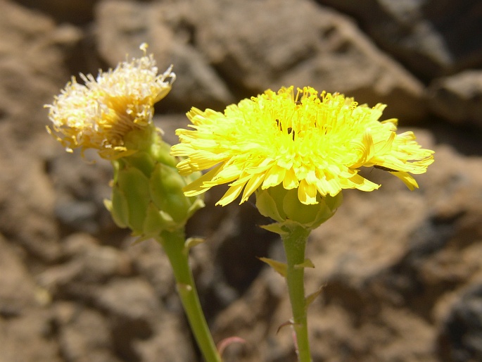 Sonchus platylepis