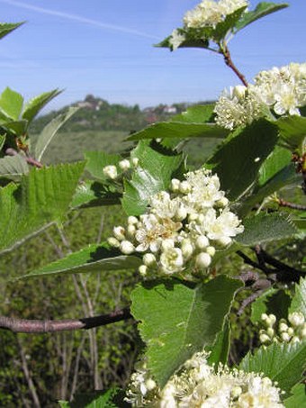 Sorbus albensis