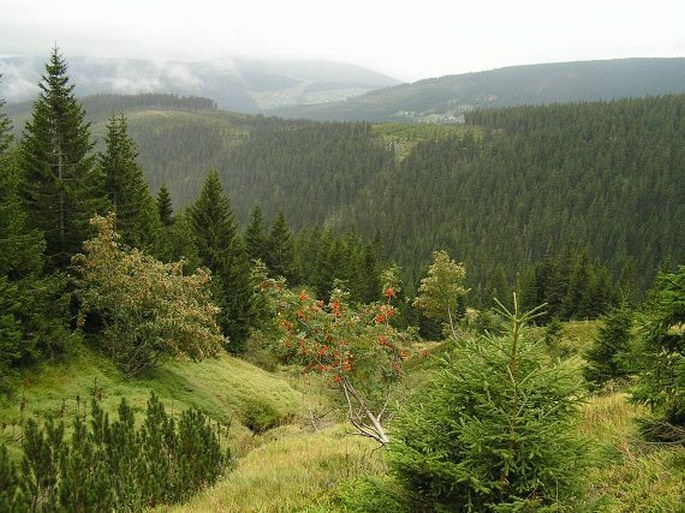 Sorbus aucuparia