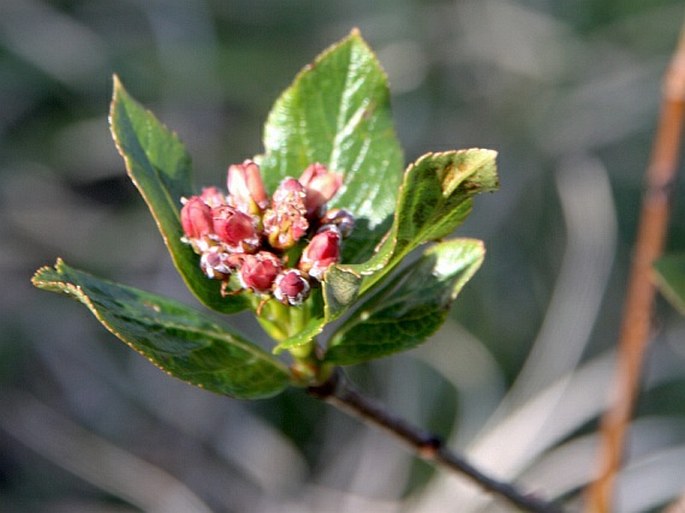 Sorbus chamaemespilus