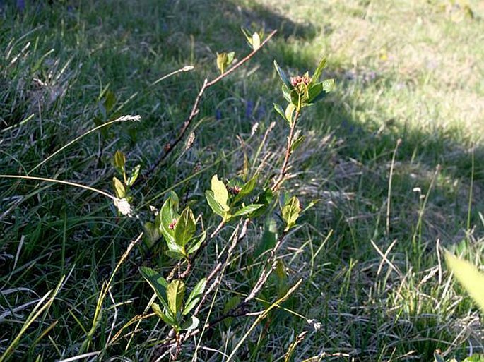 Sorbus chamaemespilus