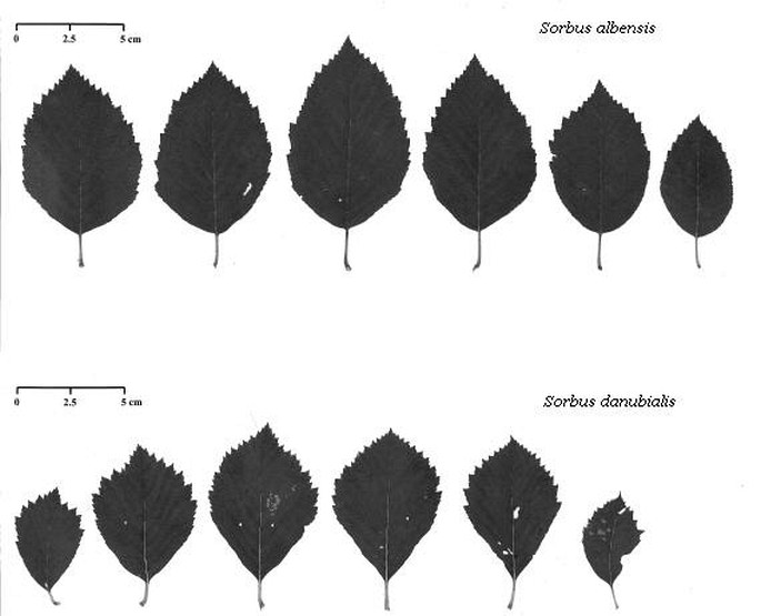 Sorbus portae-bohemicae