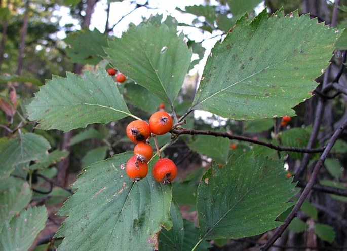 Sorbus gemella