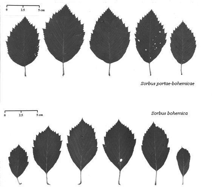 Sorbus portae-bohemicae