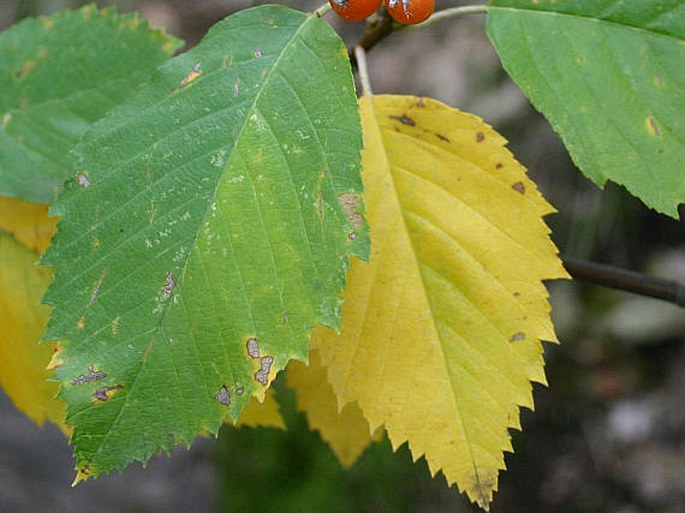 Sorbus portae-bohemicae