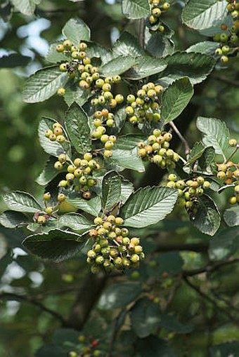 Sorbus mougeotii