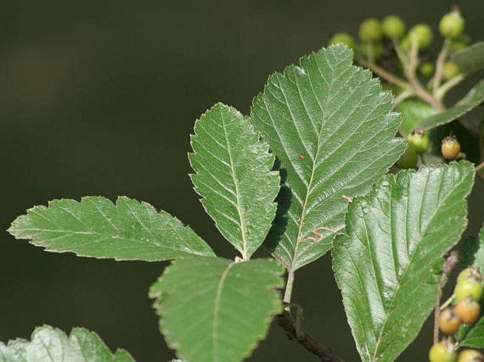 Sorbus mougeotii