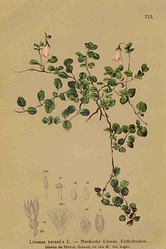 Soutěž O nejlepší botanickou ilustraci roku 2010