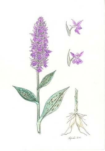 Soutěž O nejlepší botanickou ilustraci - Eva Kopecká