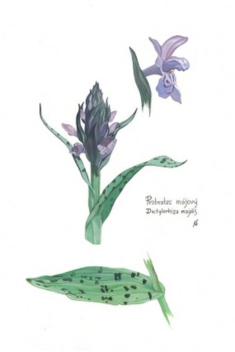 Soutěž O nejlepší botanickou ilustraci - Anna Saxlová