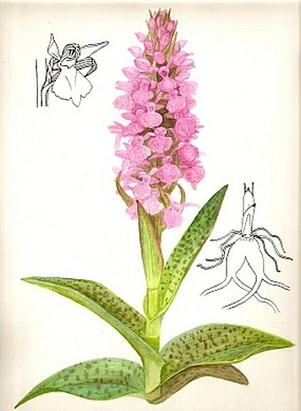 Soutěž O nejlepší botanickou ilustraci - Klára Kabátová